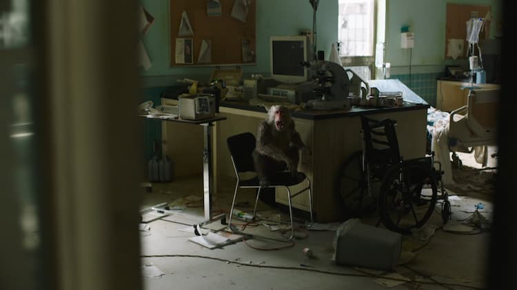 A monkey sits atop a chair in an abandoned science lab